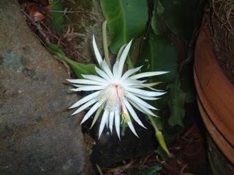Hydroponic Flower